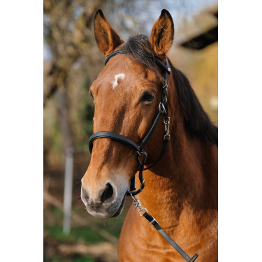 Trenza/Cabezada Norton Training Negro