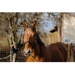 Trenza/Cabezada Norton Training Negro