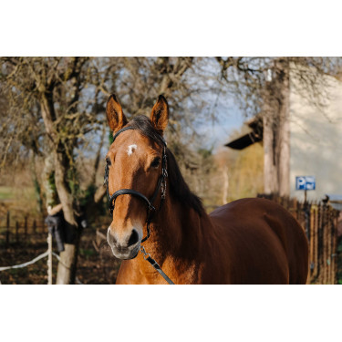 Trenza/Cabezada Norton Training Negro