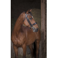 Brida Norton Pro Negro