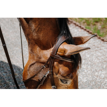 Brida sin bocado Norton Havana Marrón