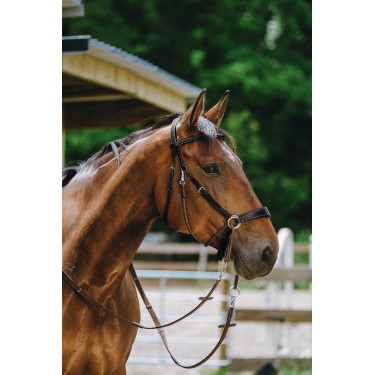 Brida sin bocado Norton Negro