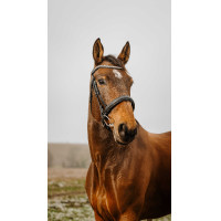 Bridon Norton Club Diva Negro Bridon Norton Club Diva Negro