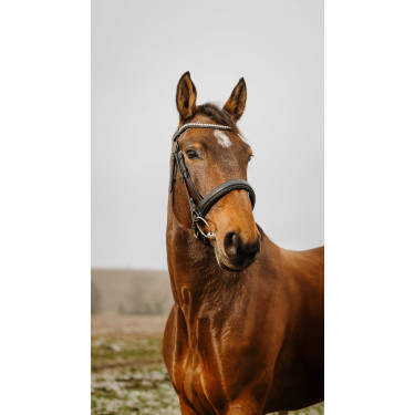 Bridon Norton Club Diva Negro