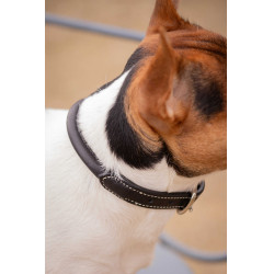 Collar para perro Pénélope Olie Negro Collar para perro Pénélope Olie Negro