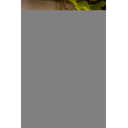 Limpiacascos Pénélope Balle Azul real