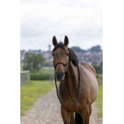 Cabezada natural con riendas Negro