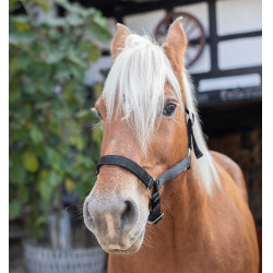 Cabezada de cuadra Norton extra-full Negro