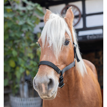 Cabezada de cuadra Norton extra-full Negro Cabezada de cuadra Norton extra-full Negro