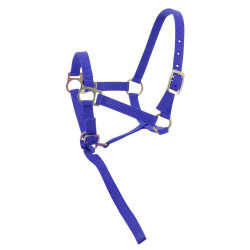 Cabezada potro de nylon Azul real