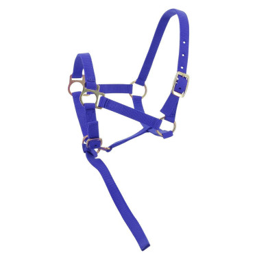 Cabezada potro de nylon Azul real