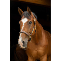 Cabezada de cuero grooming Eric Thomas “Pro” Havana Marrón