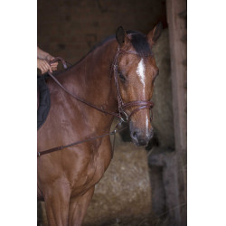 Pechopetral corto elástico / Poleas Norton Pro Havana Marrón