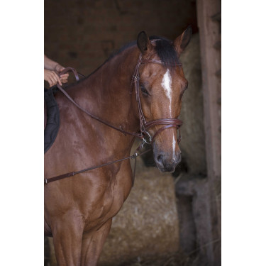 Pechopetral corto elástico / Poleas Norton Pro Havana Marrón