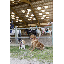 Correa de nailon Diego & Louna para perros Antracita Gris Correa de nailon Diego & Louna para perros Antracita Gris