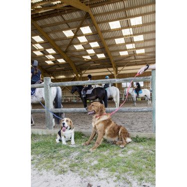 Correa de nailon Diego & Louna para perros Antracita Gris Correa de nailon Diego & Louna para perros Antracita Gris