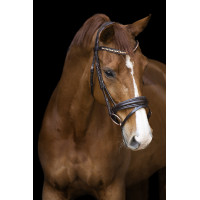 Brida Imperial Riding Fria Borgoña Burdeos