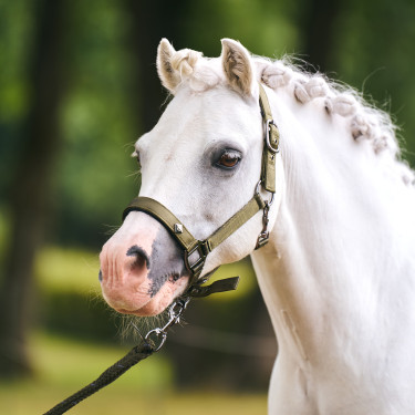 Cabezada Imperial Riding Rebel Verde oliva
