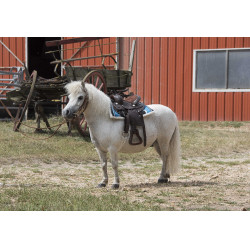 Silla western Randol's Topeka Silla western Randol's Topeka