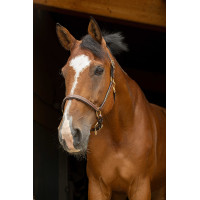 Cabezada de cuero grooming Eric Thomas “Pro” Havana Marrón