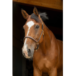 Cabezada de cuero grooming Eric Thomas “Pro” Havana Marrón