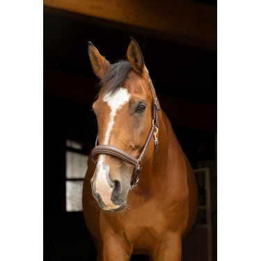 Cabezada de cuadra anatomica Norton Pro Havana Marrón