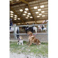 Correa de nailon Diego & Louna para perros Coral Rojo