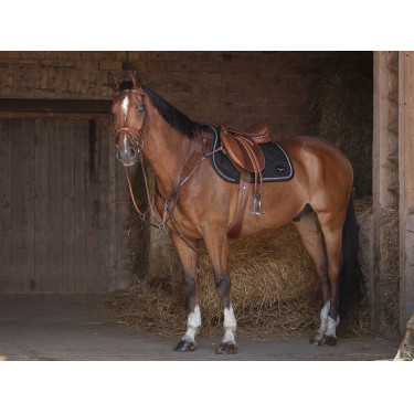 Cincha combinada Eric Thomas Hybrid Havana Marrón