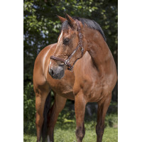 Cabezada de cuero Norton Pro Grooming Negro