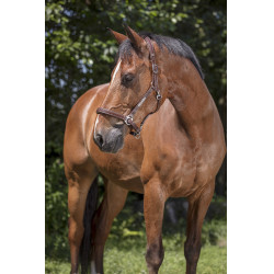 Cabezada de cuero Norton Pro Grooming Havana Marr&amp;amp;amp;oacute;n