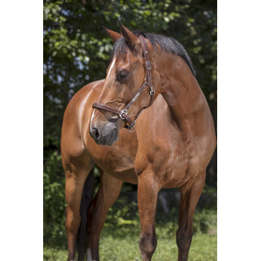 Cabezada de cuero Norton Pro Grooming Havana Marr&amp;amp;amp;oacute;n