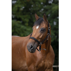 Cabezada Norton con forro de neopreno Negro