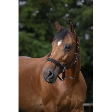 Cabezada Norton con forro de neopreno Negro