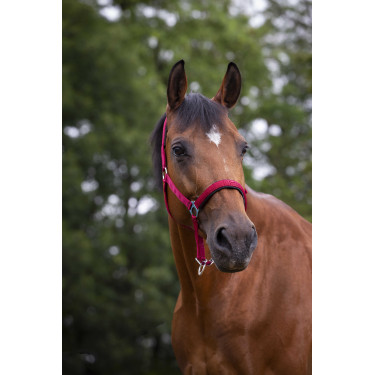 Cabezada Norton con forro de neopreno Roja Rojo