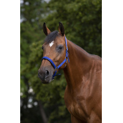 Cabezada Norton con forro de neopreno Azul real