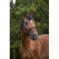 Cabezada Norton con forro de neopreno Roja Rojo