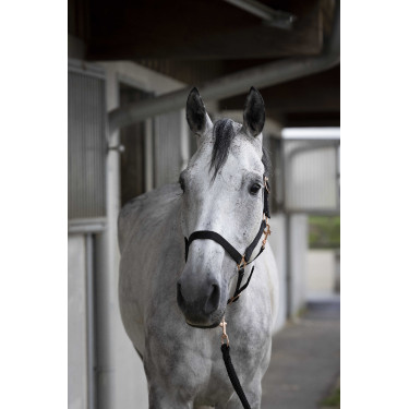 Cabezada + ramal Norton Roségold Negro Cabezada + ramal Norton Roségold Negro