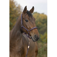 Cabezada + Cuerda de guía Norton Brillant Ciruela / azul marino / oro rosa Violeta