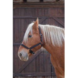 Cabezada para caballo de tiro Norton Pro Negro