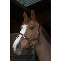 Cabezada Norton Club Cuir Havana Marrón