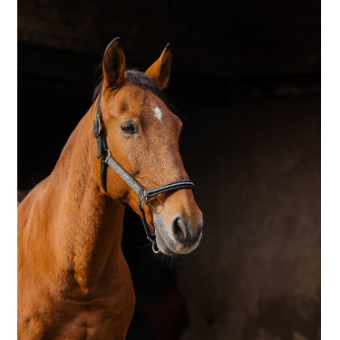 Cabezada de nailon Equithème Domino Cobre Marrón Cabezada de nailon Equithème Domino Cobre Marrón