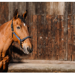 Cabezada de nailon Equithème Domino Azul real