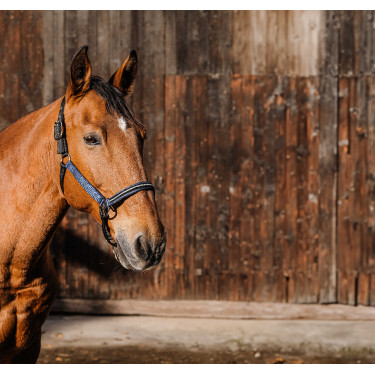 Cabezada de nailon Equithème Domino Azul real