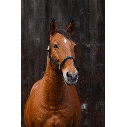 Cabezada de nailon Equithème Domino Verde