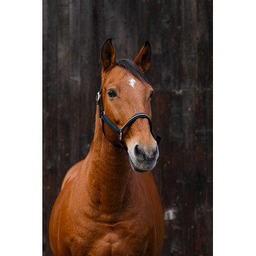 Cabezada de nailon Equithème Domino Verde