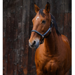 Cabezada de nailon Equithème Domino Gris