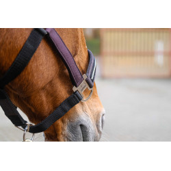 Cabezada de nailon Equithème Domino Púrpura Violeta