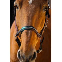 Cabezada de nailon Equithème Domino Burdeos
