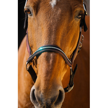 Cabezada de nailon Equithème Domino Burdeos