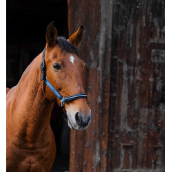 Cabezada de nailon Equithème Domino Azul